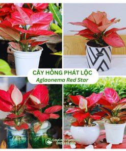 Cây hồng phát lộc