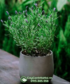 Cây lavender trồng chậu đá mài