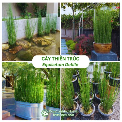 Cây thiền trúc