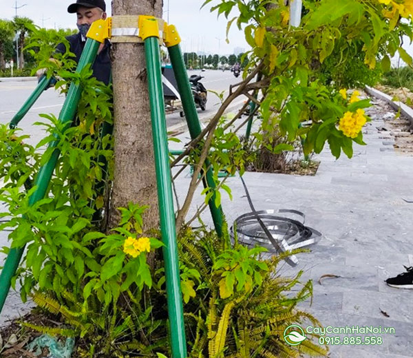 Chống cây xanh giúp hạn chế các rủi ro mùa mưa bão