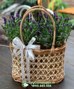 Giỏ hoa lavender