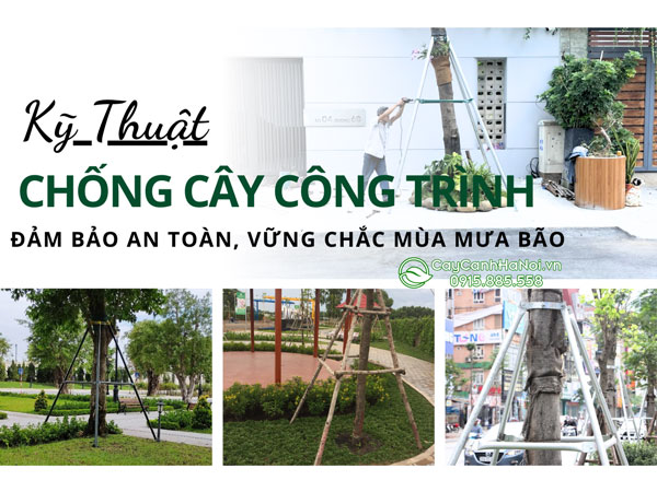 Kỹ Thuật Chống Cây Công Trình Đảm Bảo An Toàn, Vững Chắc Mùa Mưa Bão