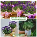 Cây Hoa Oải Hương (Lavender)