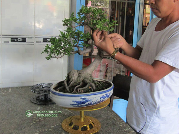 Bàn xoay làm cay bonsai đẹp