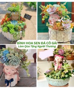 Bình hoa sen đá cô gái làm quà tặng người thương