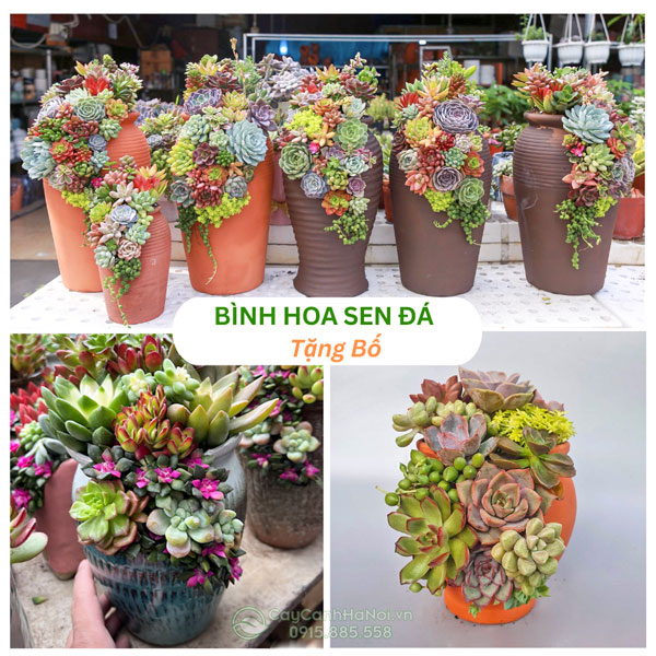 Bình hoa sen đá tặng bố