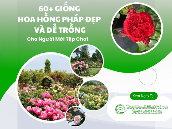 60+ Giống Hoa Hồng Pháp Đẹp Và Dễ Trồng Cho Người Mới Tập Chơi