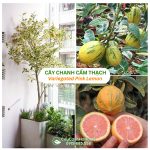 Cây Chanh Cẩm Thạch