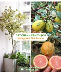 Cây chanh cẩm thạch