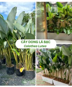 Cây Dong Lá Bạc