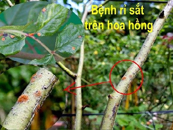 Bệnh rỉ sắt