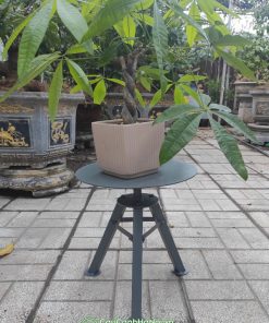 Công dụng của bàn xoay bonsai