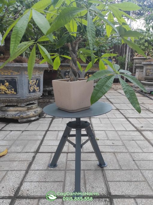 Công dụng của bàn xoay bonsai