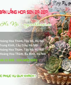 Cửa hàng bán lẵng hoa sen đá đẹp ở Hà Nội