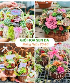 Giỏ hoa sen đá mừng ngày 20-10