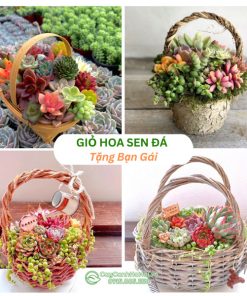 giỏ hoa sen đá tặng bạn gái