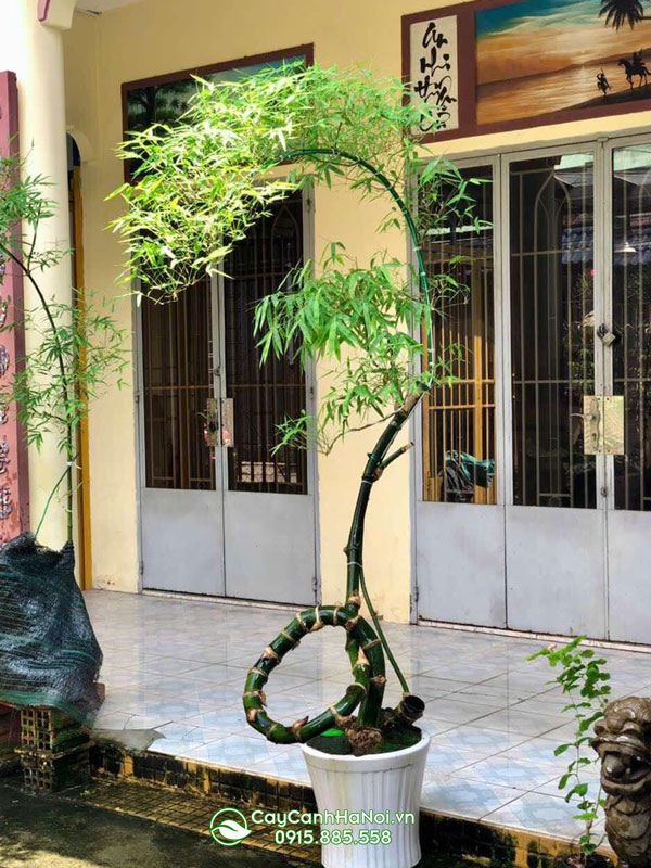 Cách chăm sóc tre bonsai đẹp tươi tốt