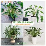 Cây Trầu Bà Chân Vịt – Philodendron Xanadu