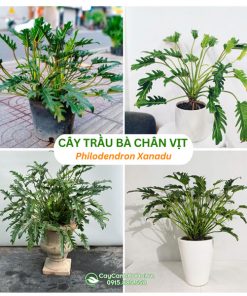 Cây trầu bà chân vịt