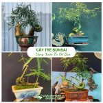 Cây Tre Bonsai Xoắn Ốc Để Bàn