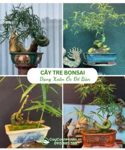 Cây tre bonsai xoắn ốc