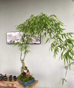 Cây tre bonsai xoắn ốc có hình dạng ấn tượng