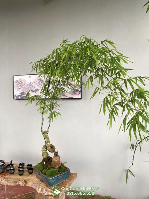 Cây tre bonsai xoắn ốc có hình dạng ấn tượng