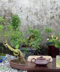 Cây tre bonsai xoắn ốc dễ chăm sóc