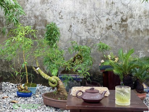 Cây tre bonsai xoắn ốc dễ chăm sóc