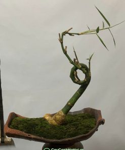 Cây tre bonsai xoán ốc trồng chậu làm quà tặng ý nghĩa