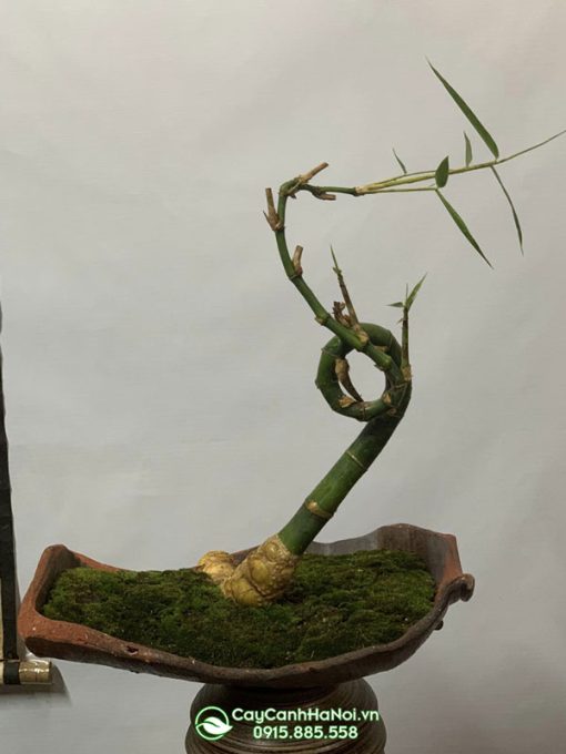 Cây tre bonsai xoán ốc trồng chậu làm quà tặng ý nghĩa