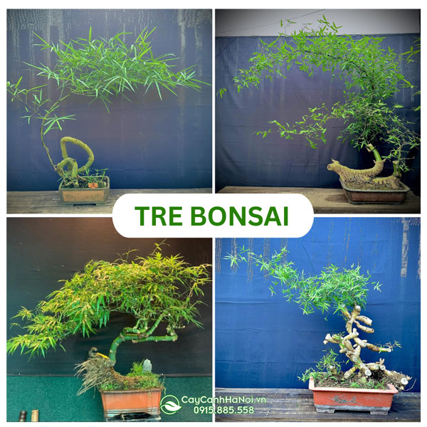 Cây tre bonsai