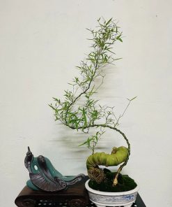 Cây tre gai mini trồng bonsai đẹp