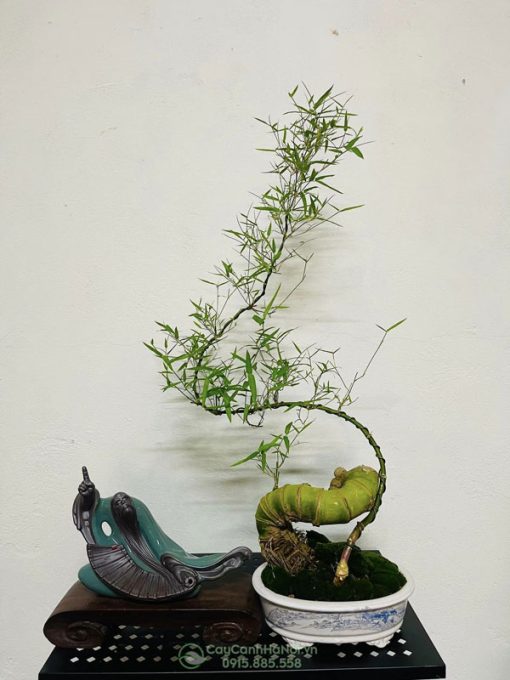 Cây tre gai mini trồng bonsai đẹp