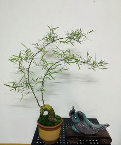 Đặc điểm chậu bonsai tre gai mini để bàn trà