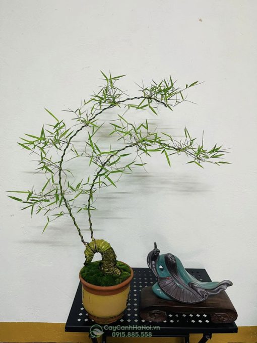 Đặc điểm chậu bonsai tre gai mini để bàn trà