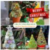 Chậu cây thông bằng sen đá làm quà tặng noel giáng sinh