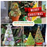 Chậu Cây Thông Bằng Sen Đá Làm Quà Tặng Noel Giáng Sinh