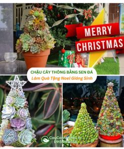 Chậu cây thông bằng sen đá làm quà tặng noel giáng sinh