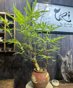 Chậu cây tre ngà bonsai trang trí bàn khách