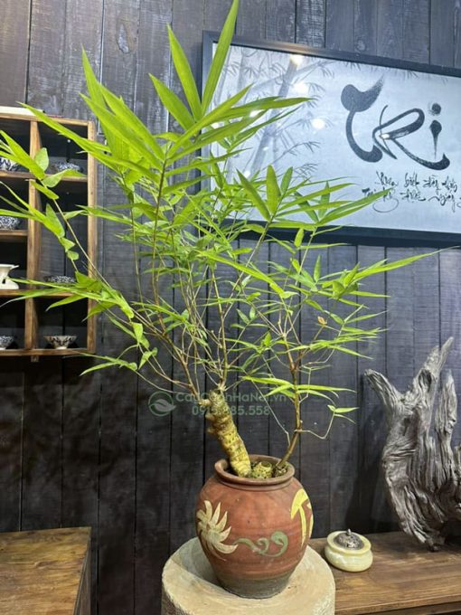 Chậu cây tre ngà bonsai trang trí bàn khách