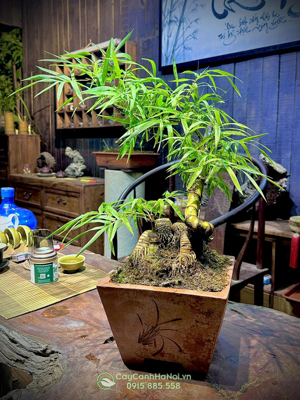 Chậu bonsai tre để bàn