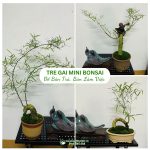 Chậu Tre Gai Mini Bonsai Để Bàn