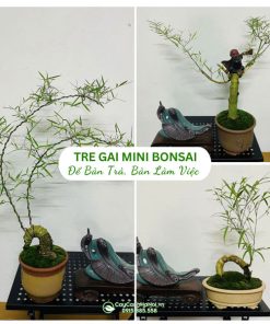 Chậu cây tre gai bonsai mini để bàn đẹp