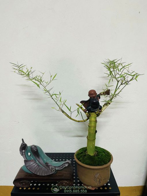 Chậu tre gai bonsai mini để bàn trà đẹp mang đến nhiều đều tốt đẹp