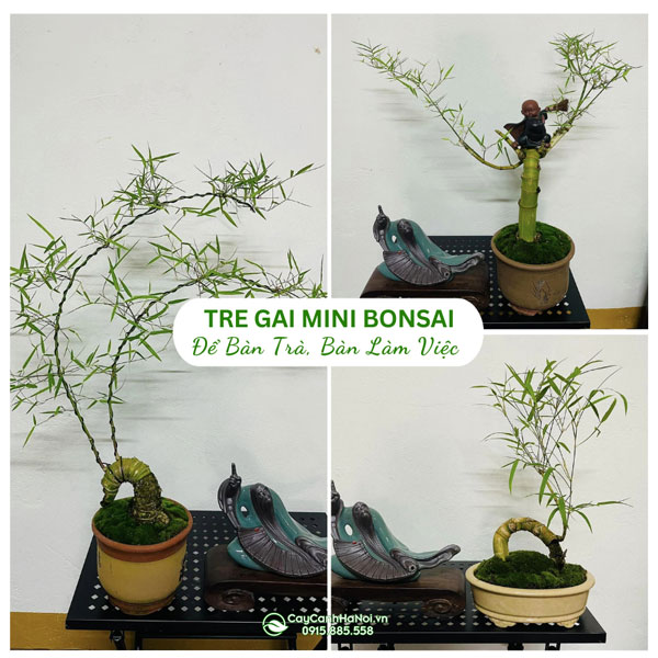 Chậu cây tre gai bonsai mini để bàn đẹp