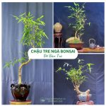 Chậu Tre Ngà Bonsai Để Bàn Trà