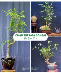 Chậu tre ngà bonsai để bàn