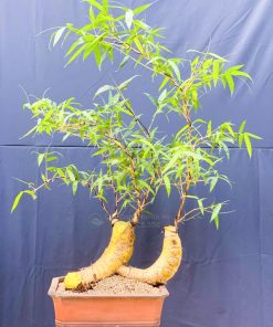 Chậu tre ngà bonsai để bàn trà đẹp