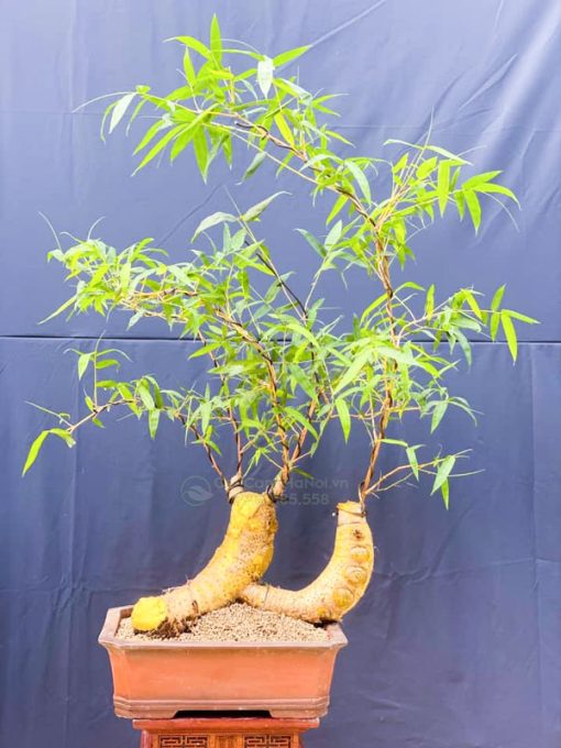 Chậu tre ngà bonsai để bàn trà đẹp